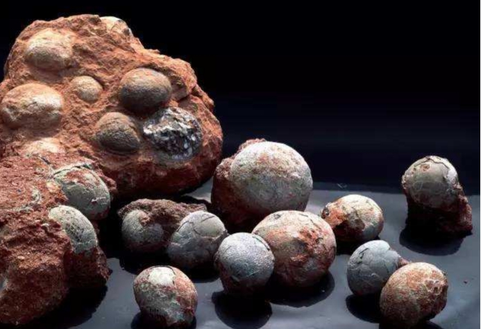 重量仅10克,日本发现最小恐龙蛋化石,犹如一枚鹌鹑蛋|恐龙蛋|美颌龙