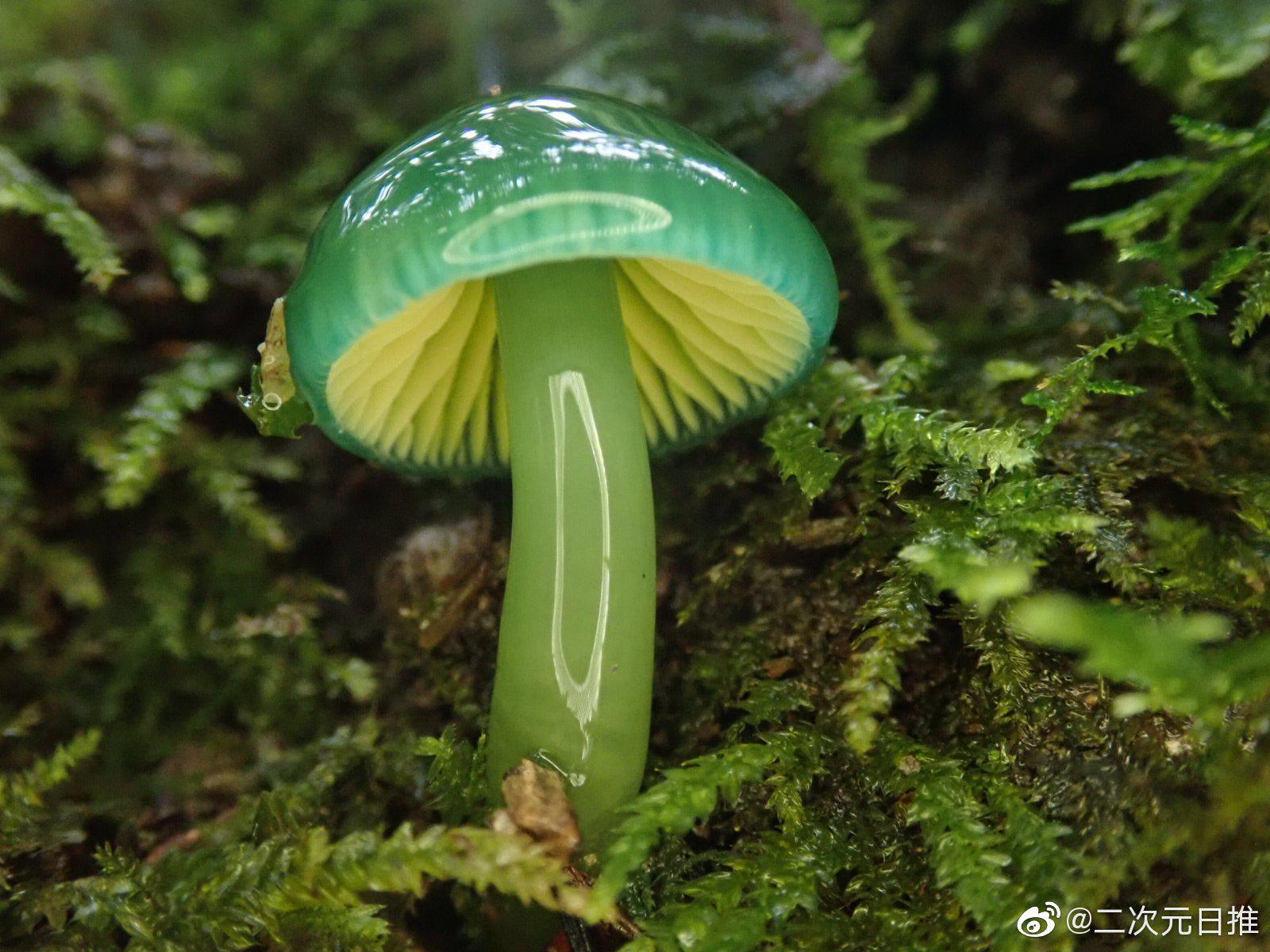 这个蘑菇也太好看了,感觉是薄荷味的 好想一口吃掉