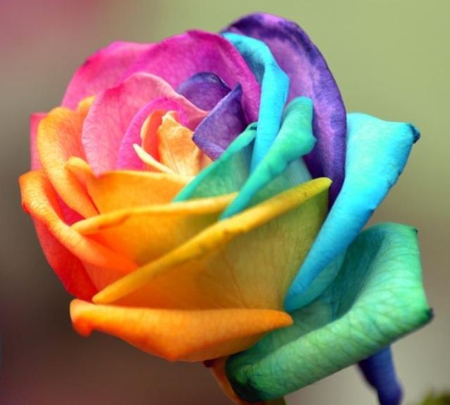 此花绚丽迷人彩虹般的花色给人以梦幻之感象征绚丽多彩的爱情