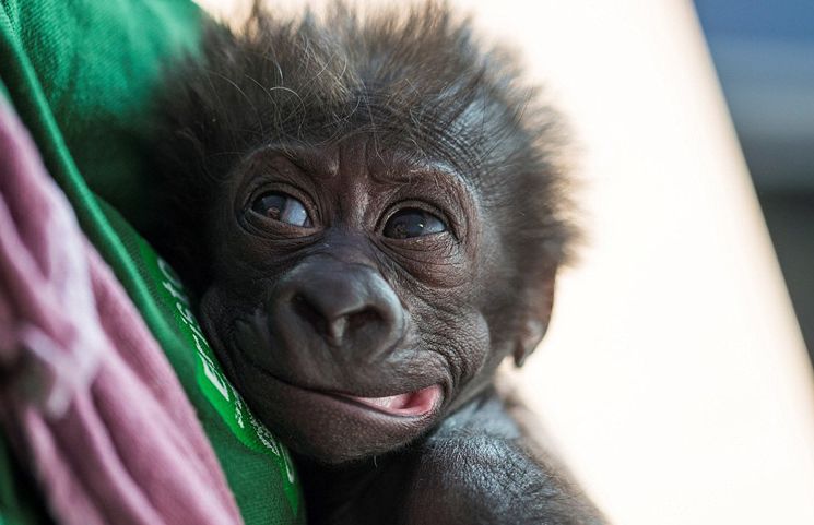 母猩猩剖腹产下小猩猩6周后小猩猩的变化让人开心极了