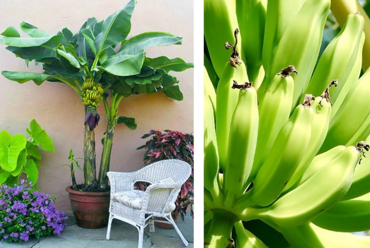 香蕉树|香蕉|芭蕉树_新浪新闻