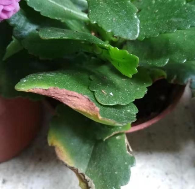 长寿花叶片卷曲枯焦,发生原因多样,不过其中一个令人无奈