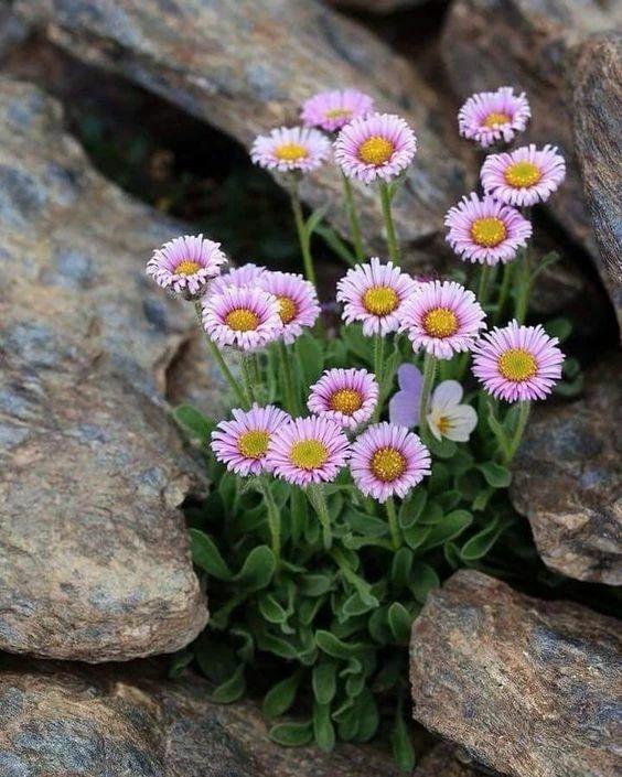 石缝中的小花!__财经头条