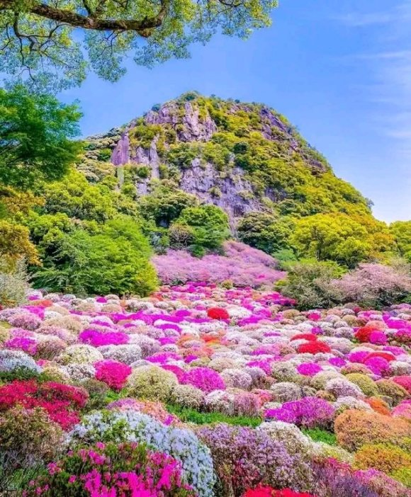 中国这个地方,漫山遍野都是花,去了都不想回!