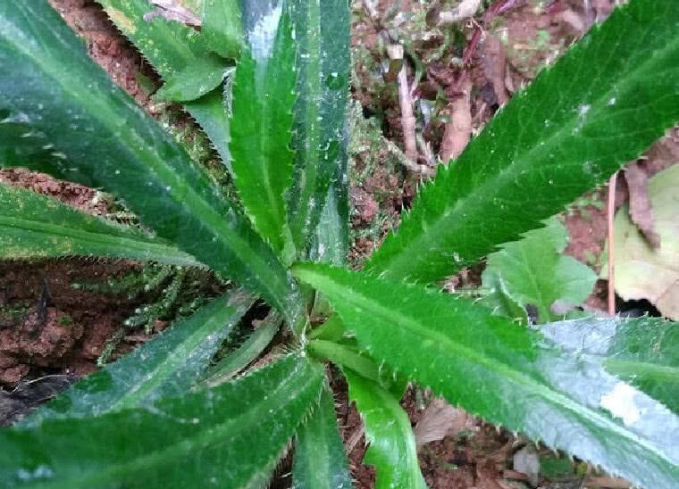 儿时称锯子草的杂草如今被大量种植一斤20元