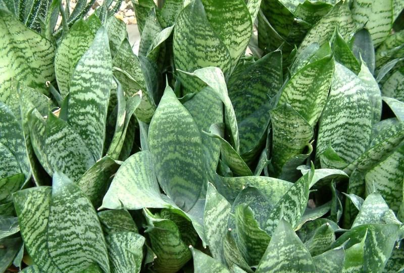 石笔虎尾兰,开白色小花,叶形奇特,适宜家庭盆栽.