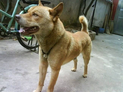 农村老房子深夜起火,一条土狗救了全家人,自己却变成这样