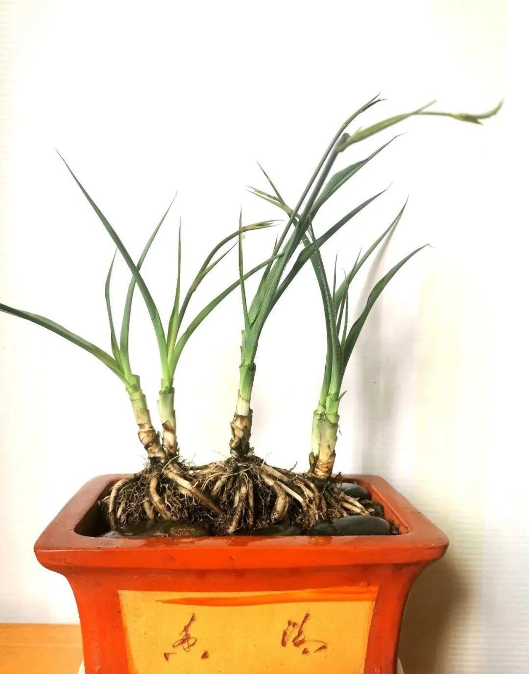 3,提根后的吊兰,露出盘根错节的根系,很快就能养成漂亮的小老桩了!