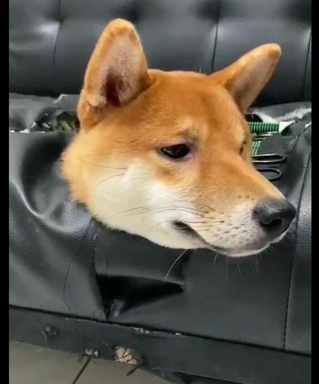 柴犬将家里的真皮沙发咬个洞,钻进里面藏起来,表情还挺骄傲的啊
