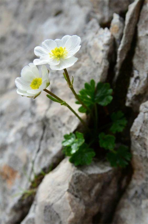 石缝中的小花!__财经头条