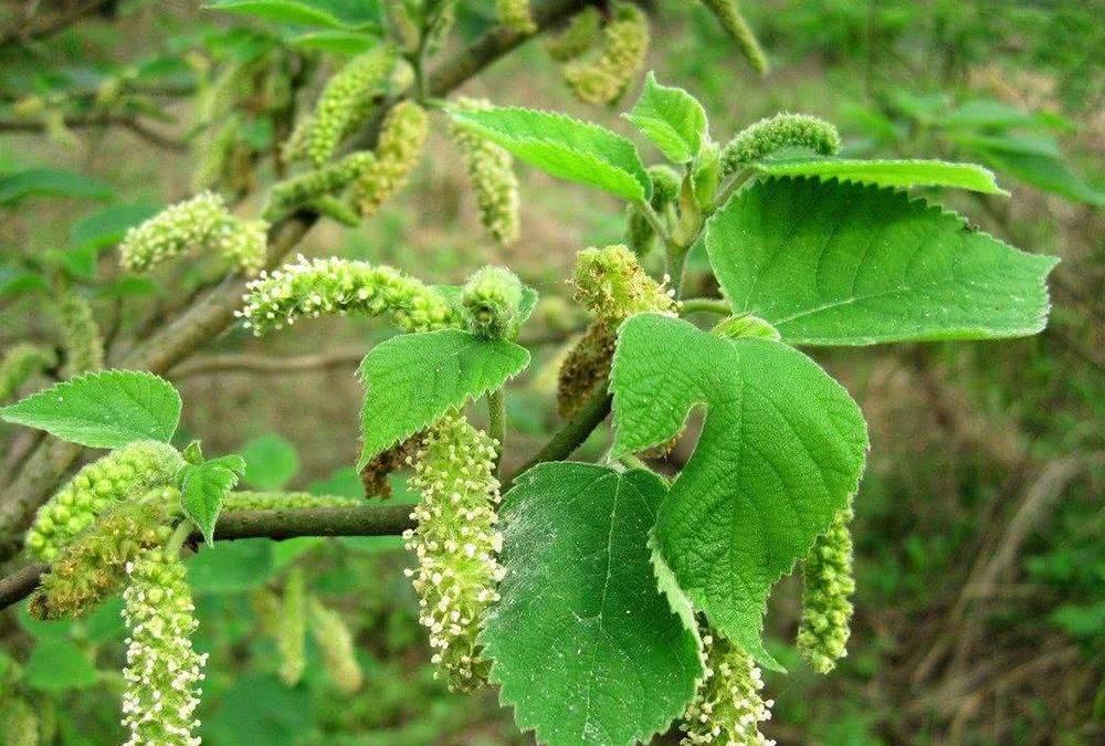 一种树农民见到就烦,但花却是美味野菜,3月吃正好,要珍惜|野菜|构树