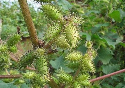 刺头",一斤20身价翻倍涨,是慢性鼻炎的克星|慢性鼻炎|植物|农村_新浪