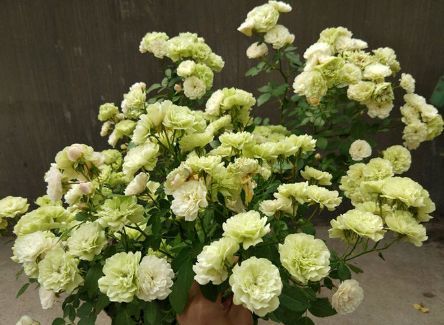 养盆花中精品"舞后玫瑰",花中君子,崇高典雅