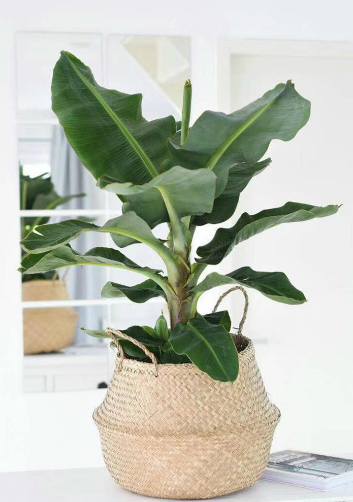 香蕉也能种盆里,结出迷你小香蕉,叶子特别耐阴!