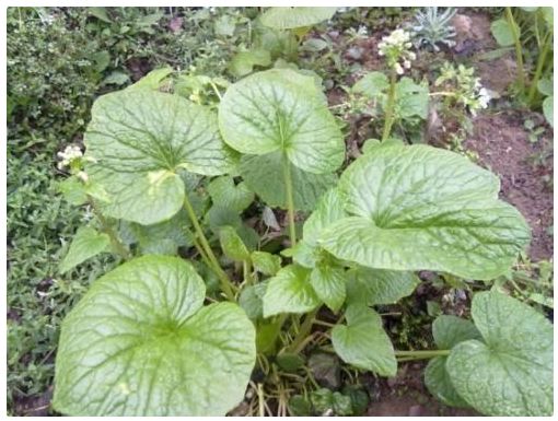 山葵,学名叫山萮菜,是一种生长于海拔1300-2500米高寒区的珍惜辛香