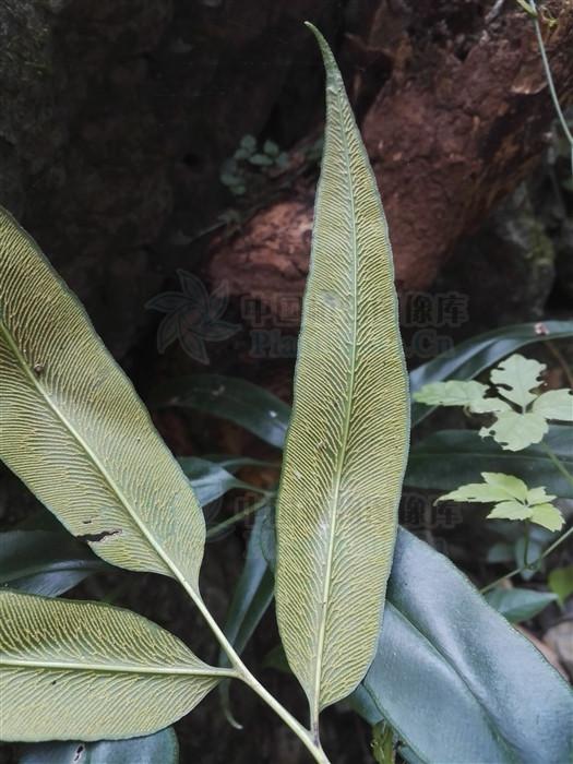 散血莲见过吗能祛风除湿活血止痛清热解毒