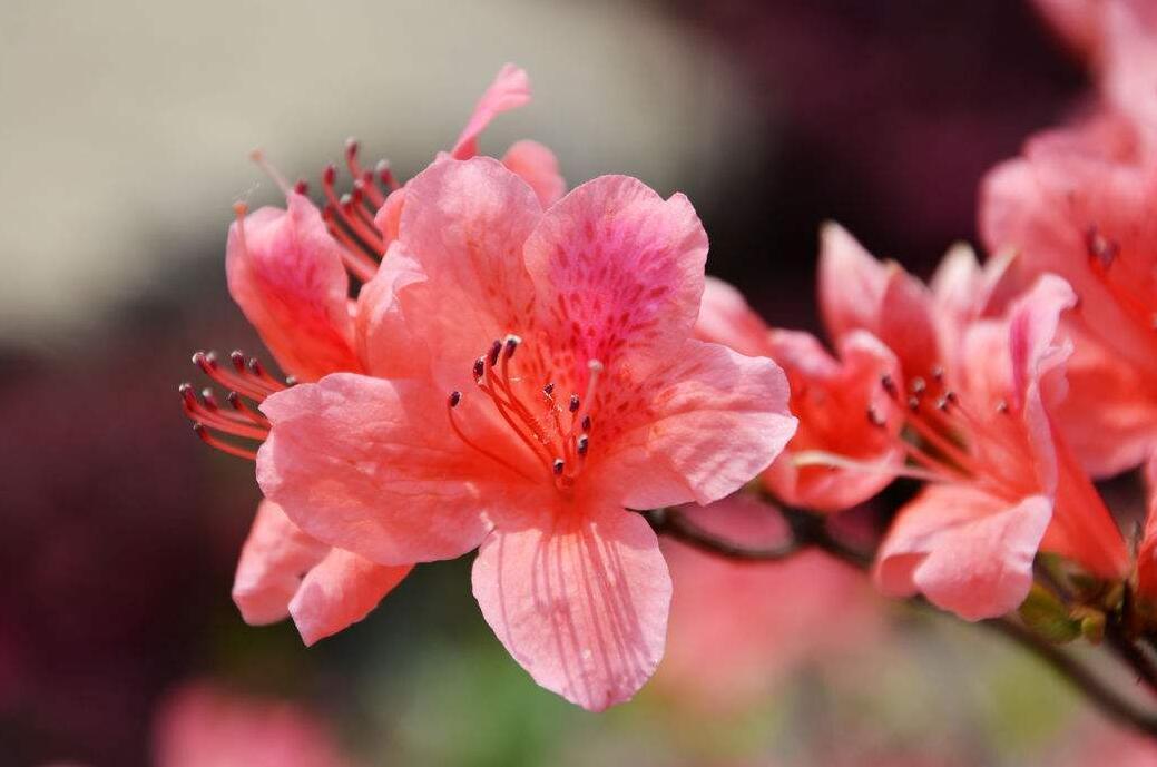 7月运势逆袭4生肖财运疯涨好运缠身发财发福又发家