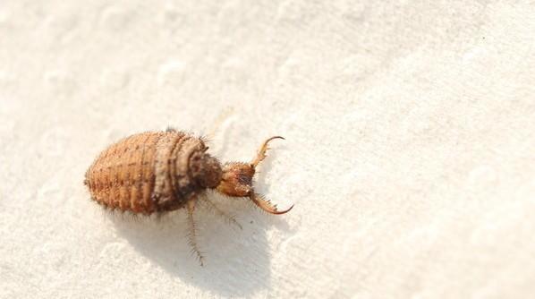 80后小时候经常挖着玩的"沙牛",竟是珍贵药材,几