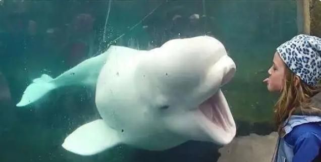 白鲸整天吓唬小朋友,自认从未失手过,没想到却败给了小女孩
