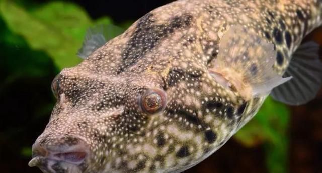 淡水鱼中的"霸王",可活200年,体重近百,食人鱼见它也要躲!