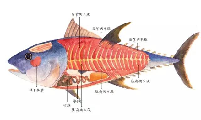 鲔鱼这样吃好爽又过瘾很适合这个夏天