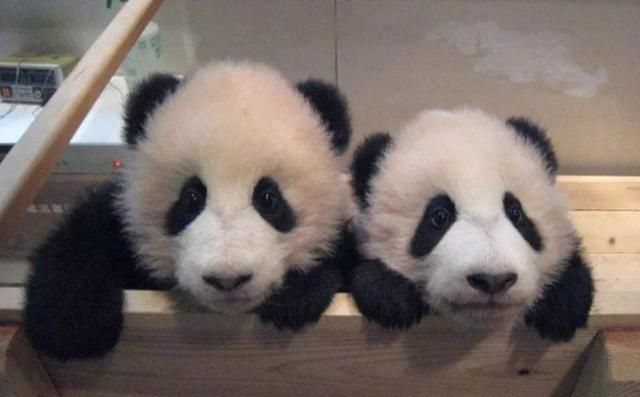 2只大熊猫互扇耳光,突然想起游客还在,瞬间秒变乖乖猫