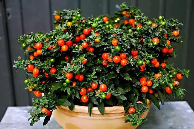 小红果",枝枝丫丫果满果,红彤彤圆溜溜,一摘一大盆|养花|盆栽|营养土