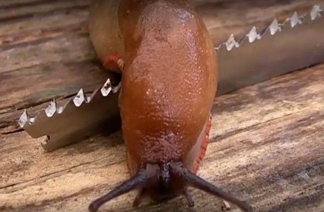 男子让蜗牛爬过锋利的刀片,接下来一幕,让人惊呆了