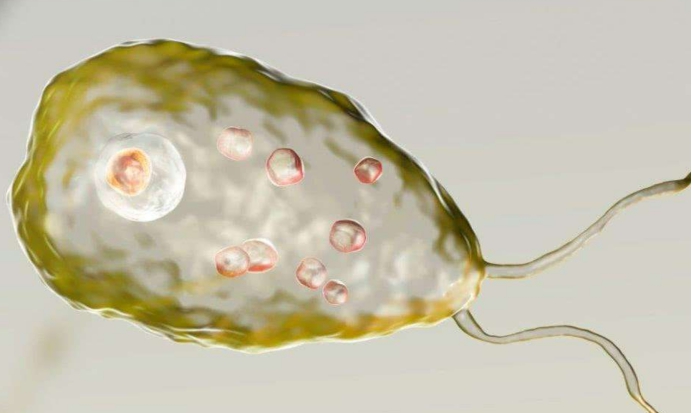 美国再遭可怕生物袭击食脑虫进入美国致死率高达97