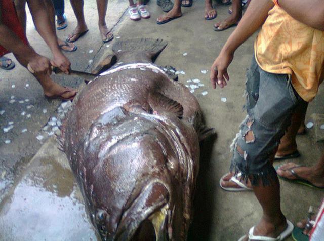 石斑鱼|村里|大鱼_新浪新闻