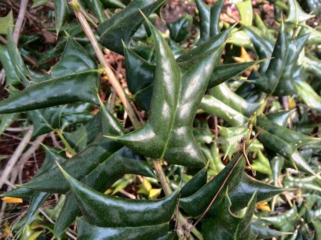 山里一种树浑身都是刺,种在围墙边上能护院,很多人都不敢靠近