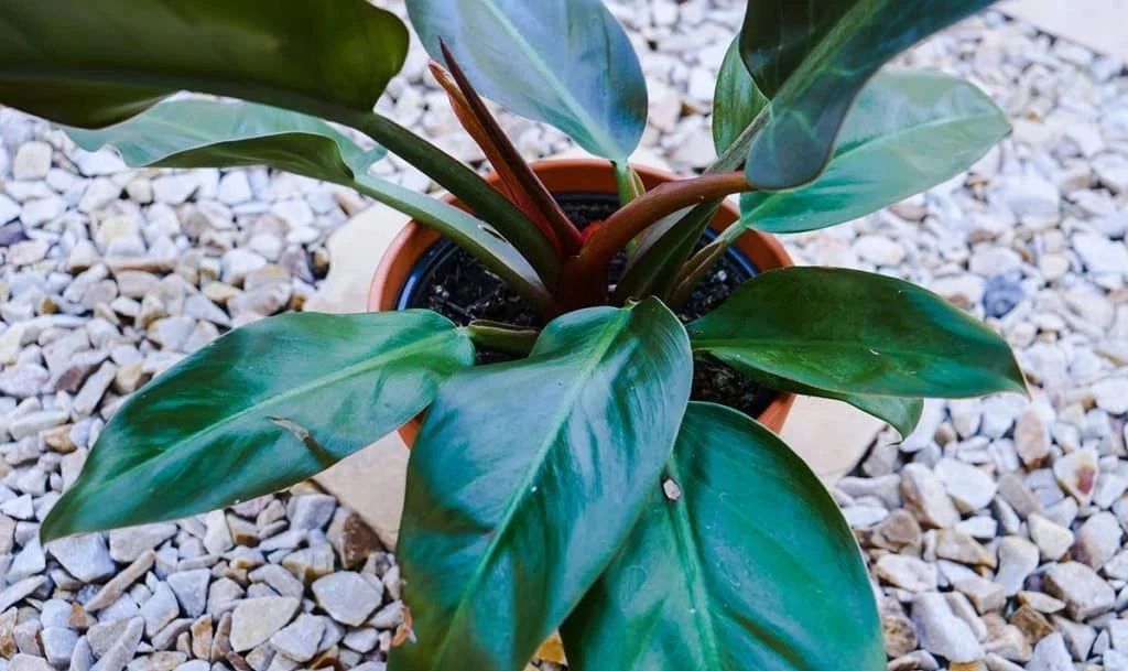 名字特别霸气的红帝王盆栽,在阴凉的地方也能养,叶子特别大