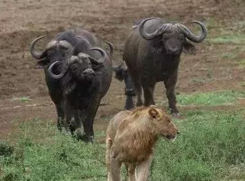 狮子想偷袭野牛,刚扑出就吓得转身就逃