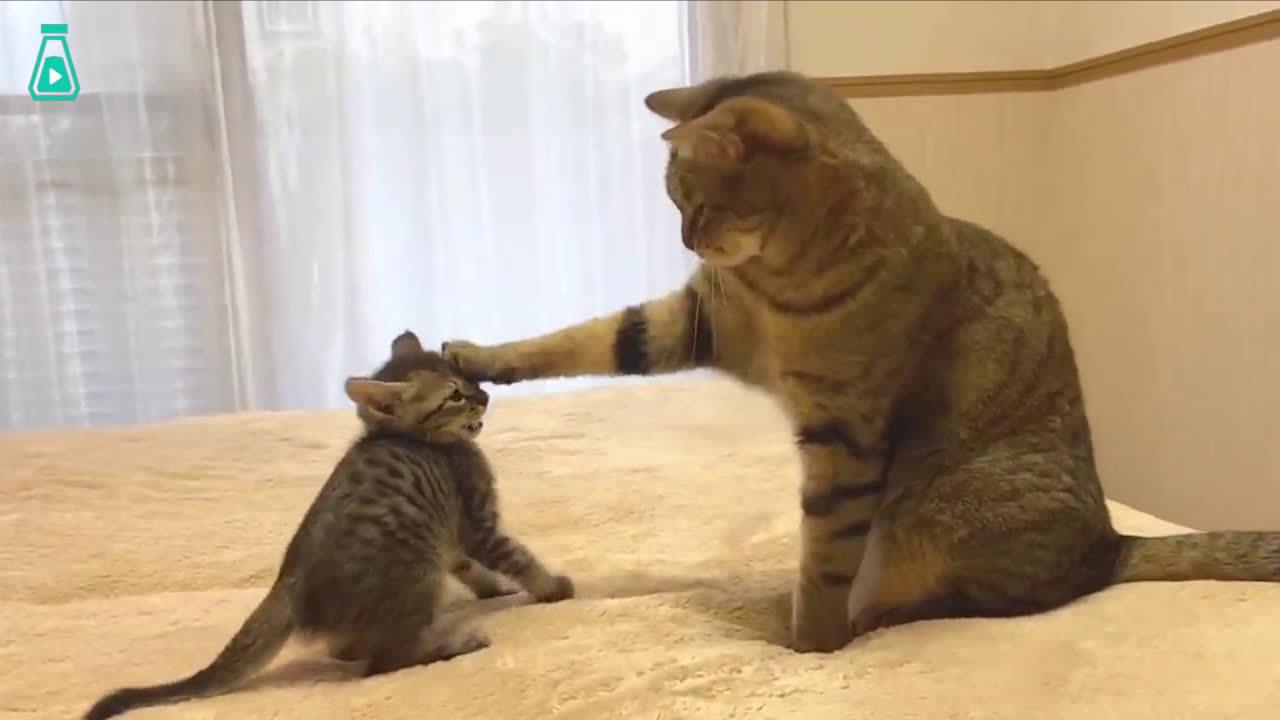 小奶猫想和家里的大猫搞好关系 大猫单手收服小弟_新浪新闻