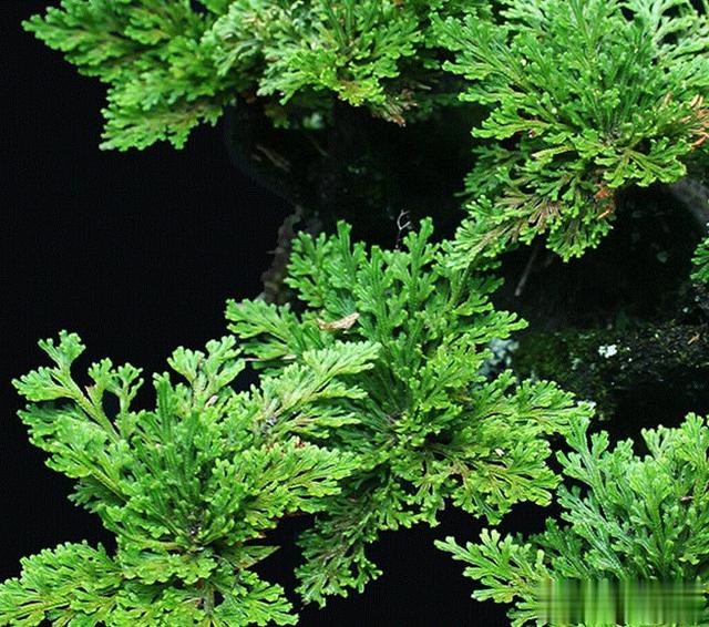 1种迷你小松柏一年四季绿油油比绿萝好养10倍泡水就活