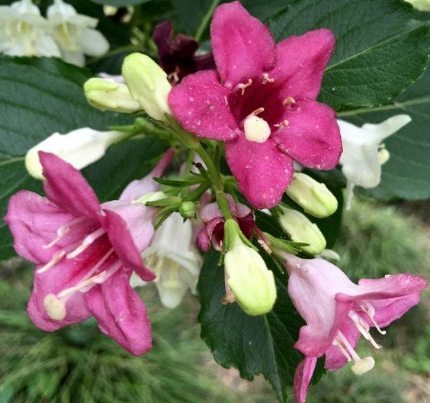 此花花叶繁多且艳丽,犹如一个青春活泼的少女,代表了活泼与自由