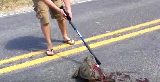 一只被汽车压扁的乌龟,接下来的一幕让人感叹生命的顽强