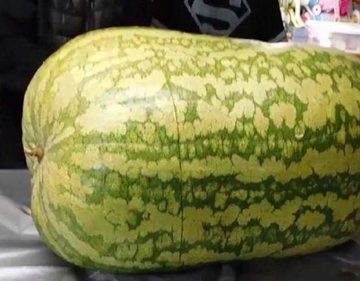小伙花五千块买了个巨大西瓜,重达150斤,一切开他顿时崩溃