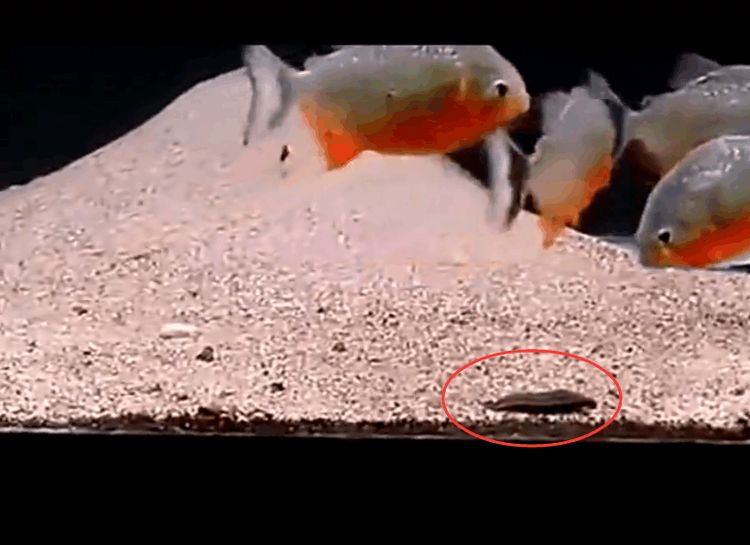 男子将水蛭放到食人鱼群中做实验, 下一幕令人意外!