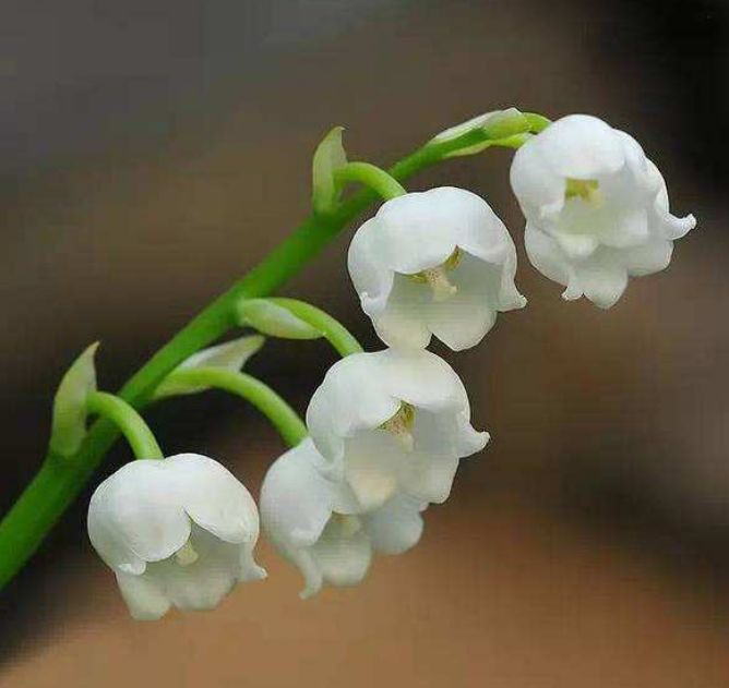 此花绽放时,散发着沁人心脾的花香,寓意为等待爱情的到来|花香|铃兰花