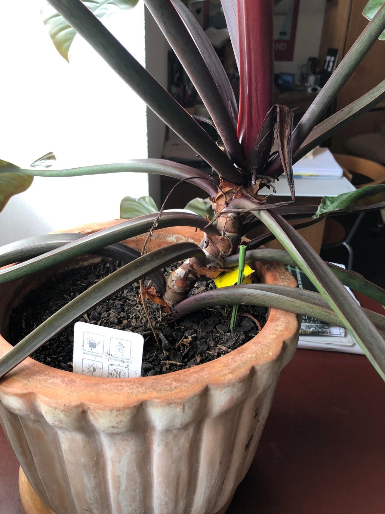 红帝王喜林芋是相对少见的一种热带观叶植物,它是通过杂交的方法培育