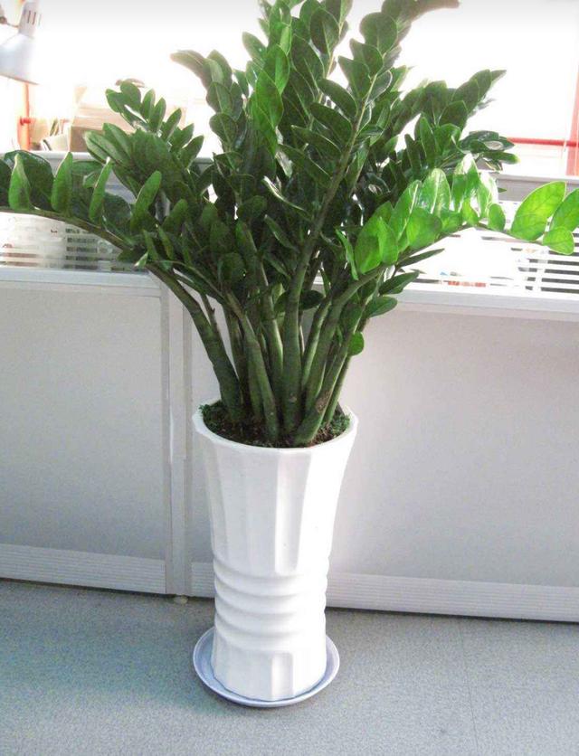 养金钱树有技巧两少一多的方法不烂根长势旺新枝多