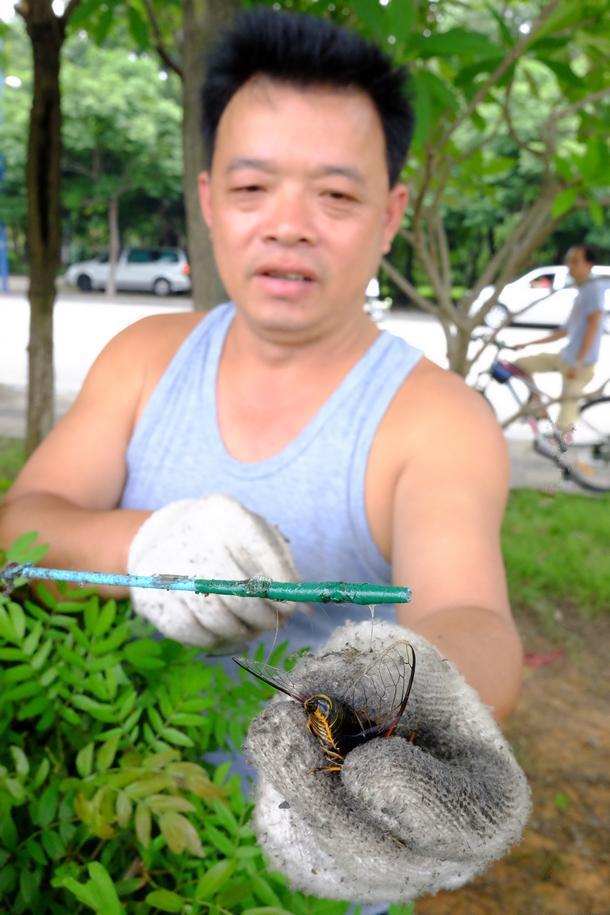 直击捕蝉人的真实生活一只知了五块钱夏天再也听不到知了声