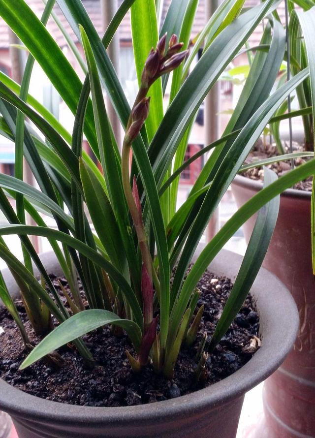 能开三季的兰花就是这种,开花优雅有香气,不娇气好养