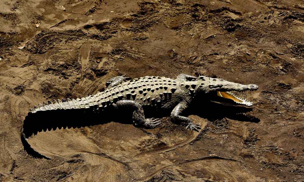 这些脚印化石表明,远古鳄鱼是用两条腿走路的