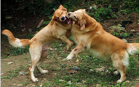 两只狗结伴玩耍,一前一后,相依相偎,场面非常的和谐|和谐|爪子|异样