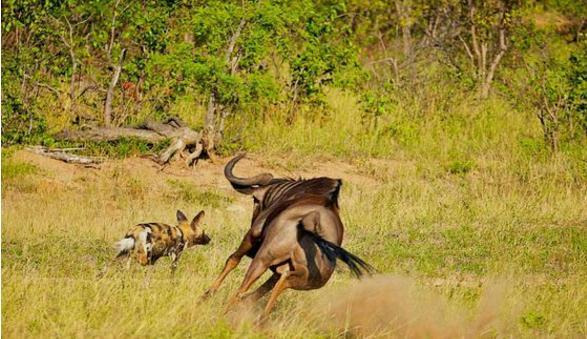 野狗打算捕杀角马,没成想被角马当猴子一样耍,野狗彻底懵了