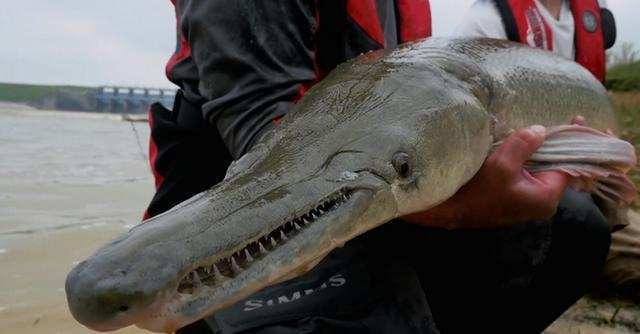 男子野外钓起鸭嘴怪鱼, 专家指出是史前鱼类