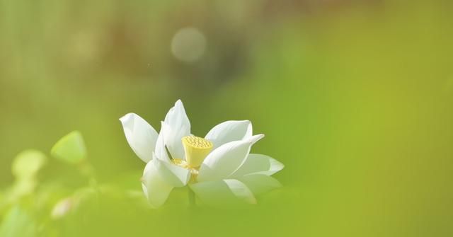 惊艳夏雨荷赴一场大姚的荷花之约