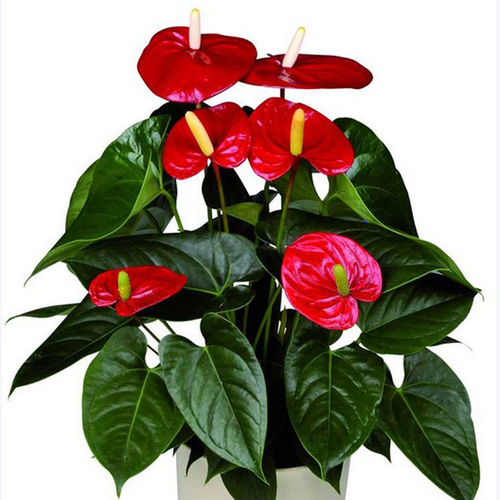 红掌夏季注意这几点要避免这几个问题